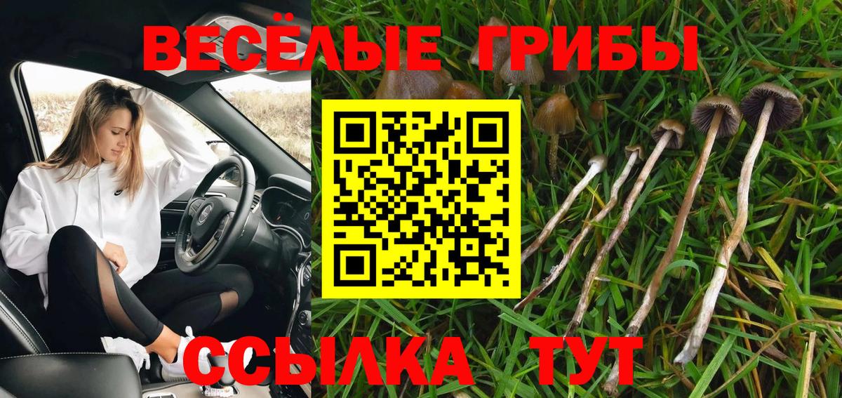 Бердск  Псилоцибиновые грибы Cubensis  Вход с VPN 
